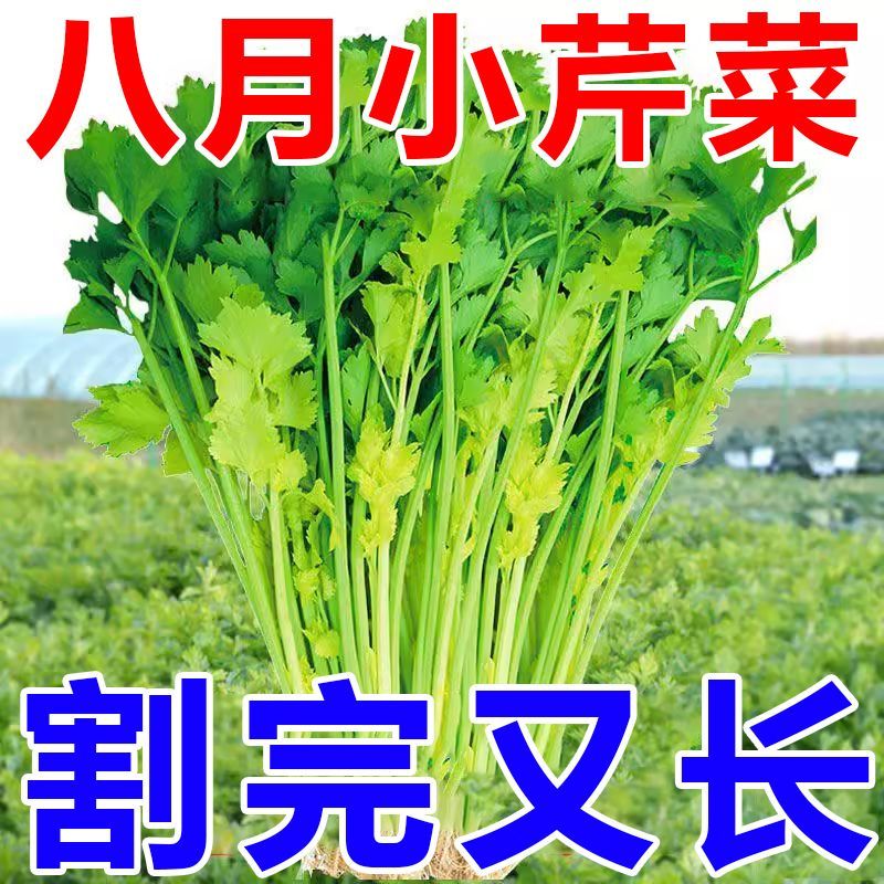 【割完又长】芹菜种子四季易播种实心小香芹种子本地春季蔬菜种子