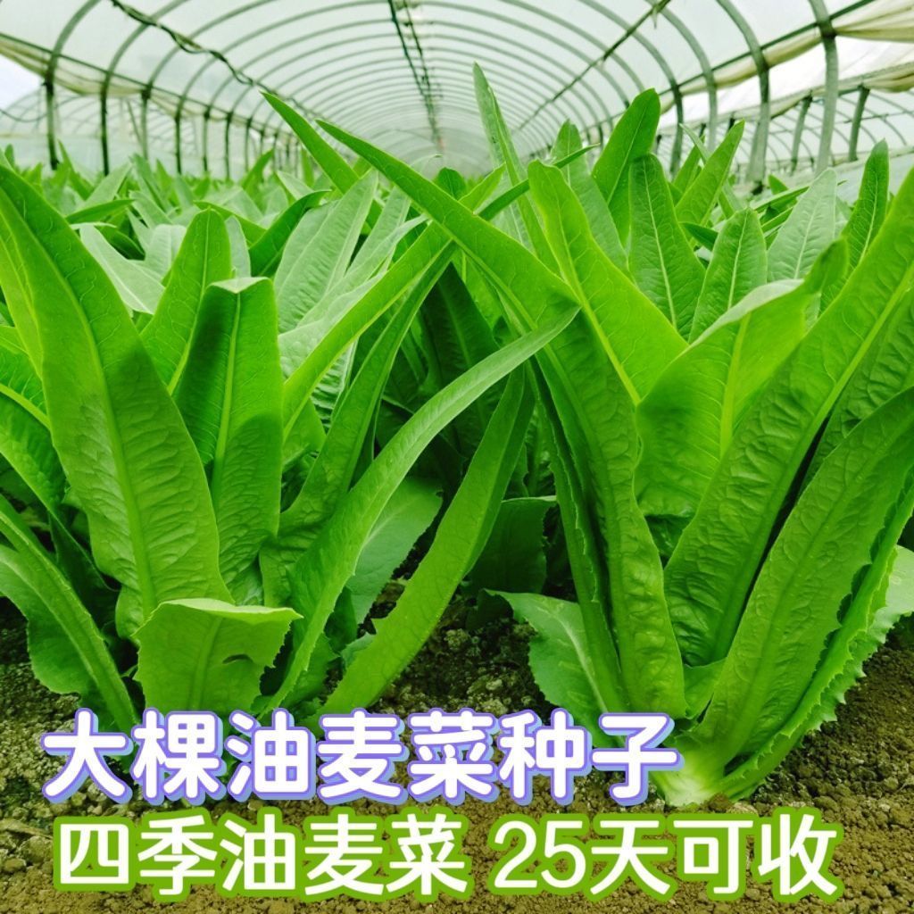油麦菜种子蔬菜四季种清香油麦菜种子庭院阳台田园高产油麦菜种子