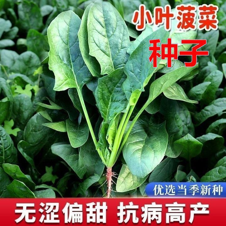 小叶菠菜种子丨农家土四季菜籽家庭正品蔬菜种子小尖叶菠菜种子