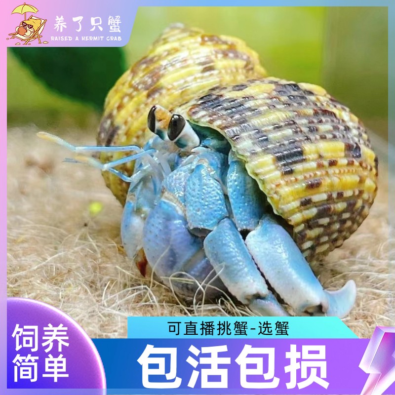 寄居蟹宠物小豆丁寄居蟹宠物观赏蟹送礼蟹儿童节礼物桌面萌宠