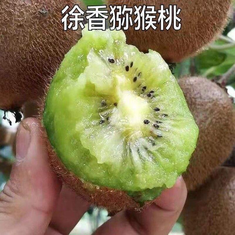 新品种果猕猴桃树苗绿心嫁接徐香猕猴桃苗南北方种植盆栽地栽