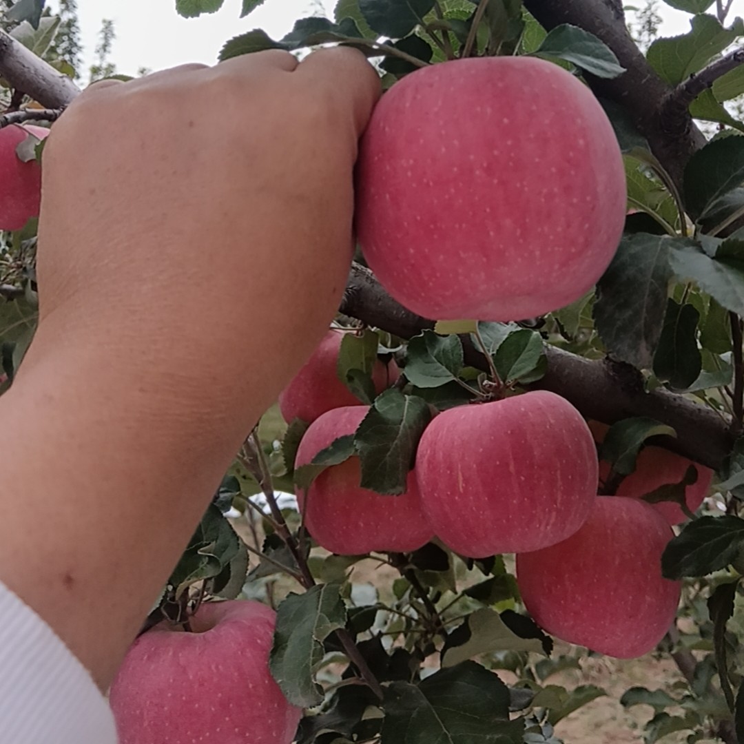 山西水晶红富士现摘现发皮薄肉厚脆甜汁水充足纸袋5斤家庭装