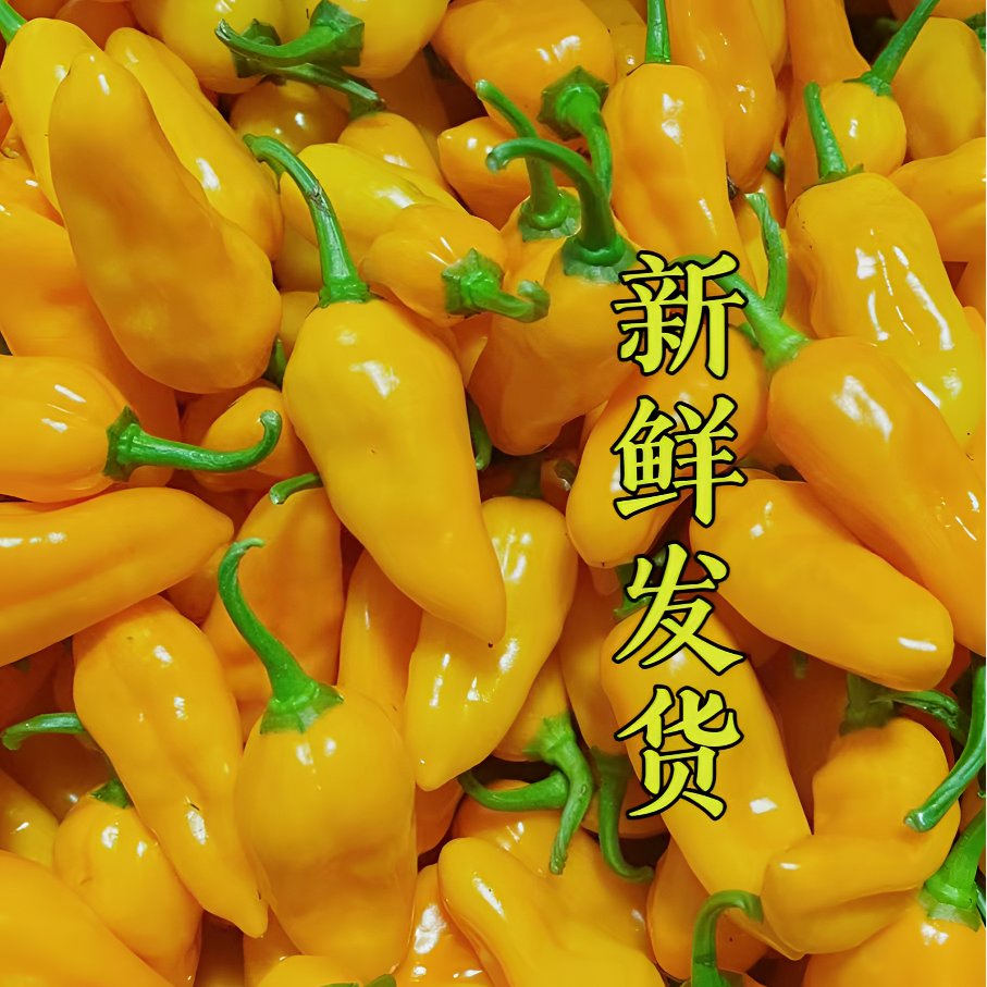 15万辣素特辣特香福建黄椒魔鬼椒1~20斤包邮 辣椒农产品