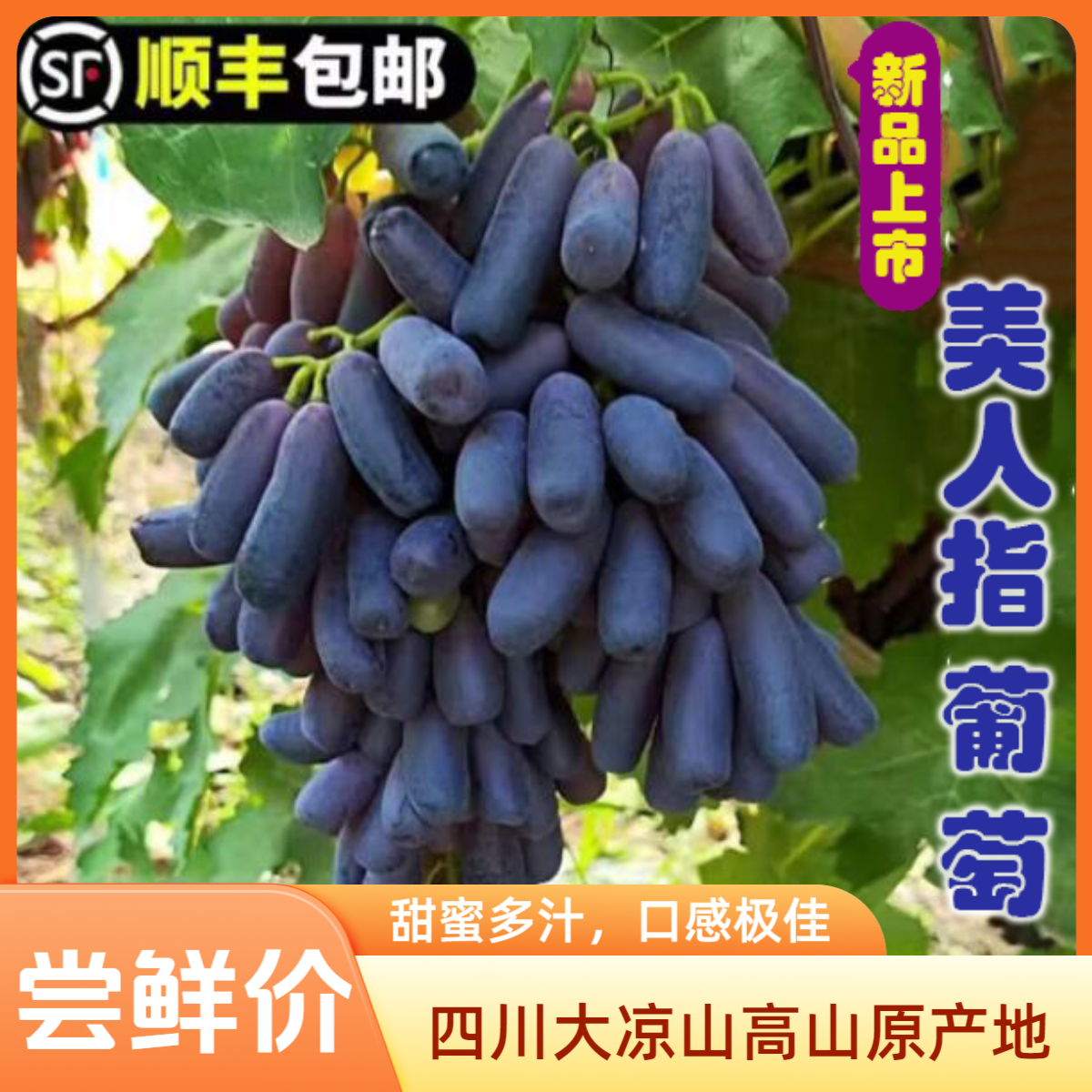 四川大凉山蓝莓葡萄纯甜无籽脆甜蓝宝石金手指美人指葡萄当日采摘