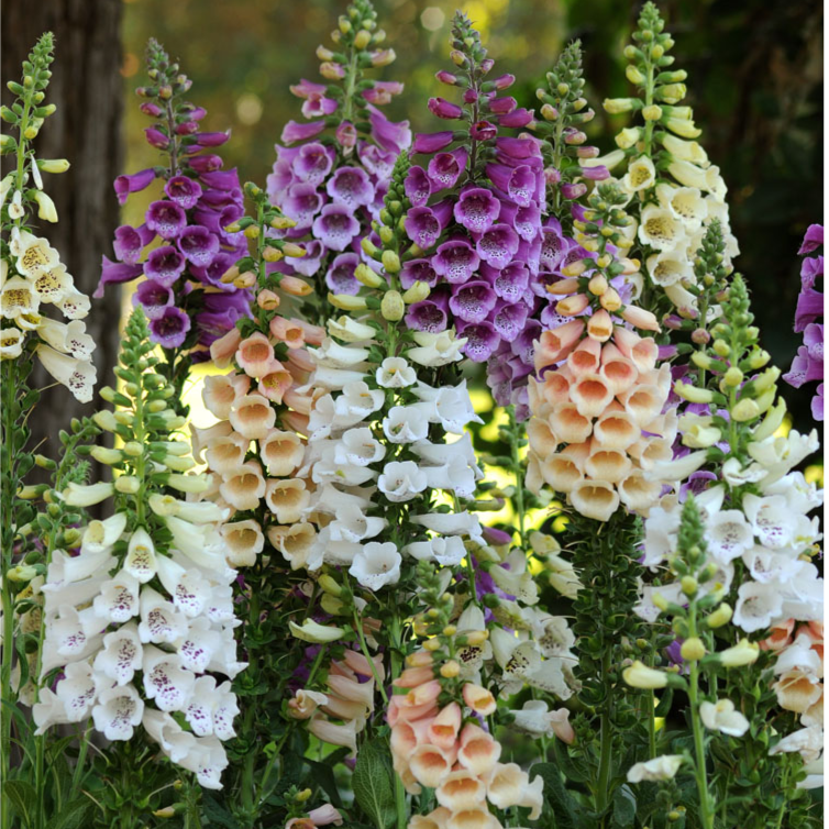 毛地黄种子指顶花吊钟花种籽可切花庭院花镜室内外阳台盆栽四季播