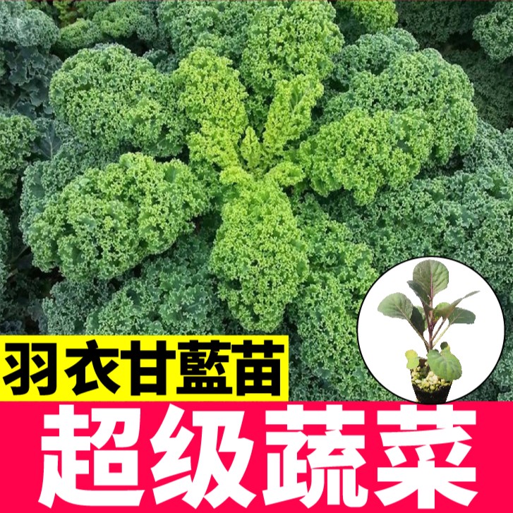 耐寒超级食物绿羽衣甘蓝苗秧籽紫羽衣甘蓝苗春秋四季盆栽阳台种植