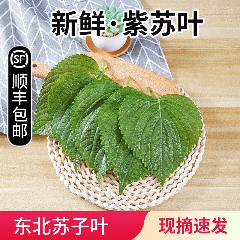 顺丰新鲜苏子叶包饭烤肉紫苏叶粘豆包叶蘸酱菜背面颜色随机大叶