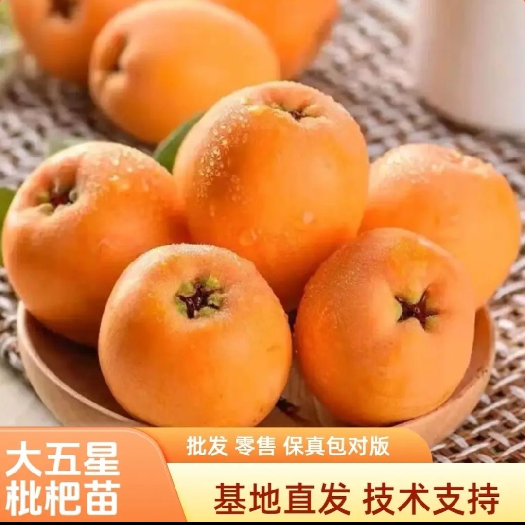 龙泉大五星枇杷嫁接果树苗庭院种植盆栽地载裸根苗