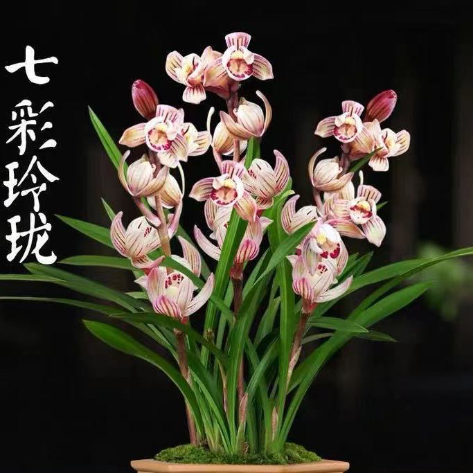 超香的兰花 七彩玲珑 带花苞高端盆栽鲜花 四季开 花兰花苗