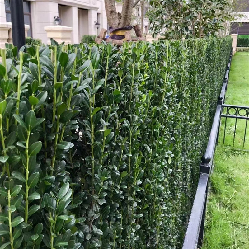 杭州静好花园 直立冬青 朝天笔树中苗高端绿篱栅栏盆栽庭院喜阳