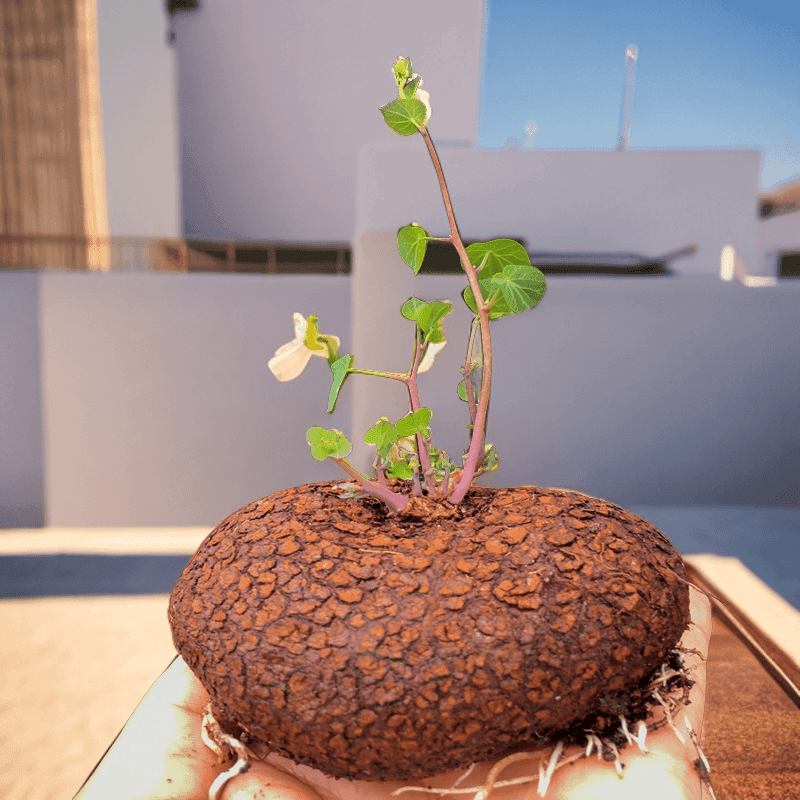 红藤山乌龟金不龟换植物圆叶景观爬藤圆叶室内盆景盆栽肉肉绿植物