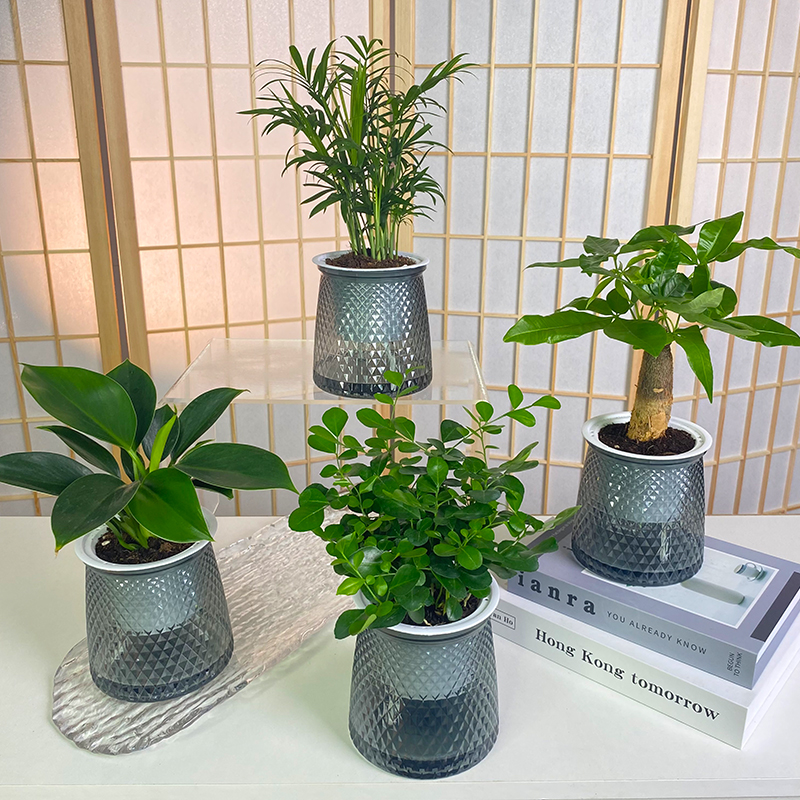 【买三送一】椰子金钻发财树文竹九里香栀子花盆栽绿植物桌面美观