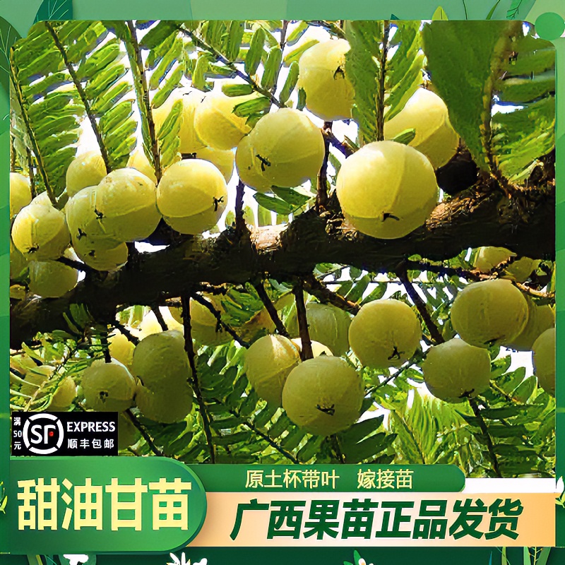 精选高产大果甜油甘树苗地栽种植养护余甘果树苗基地结果发货夏季