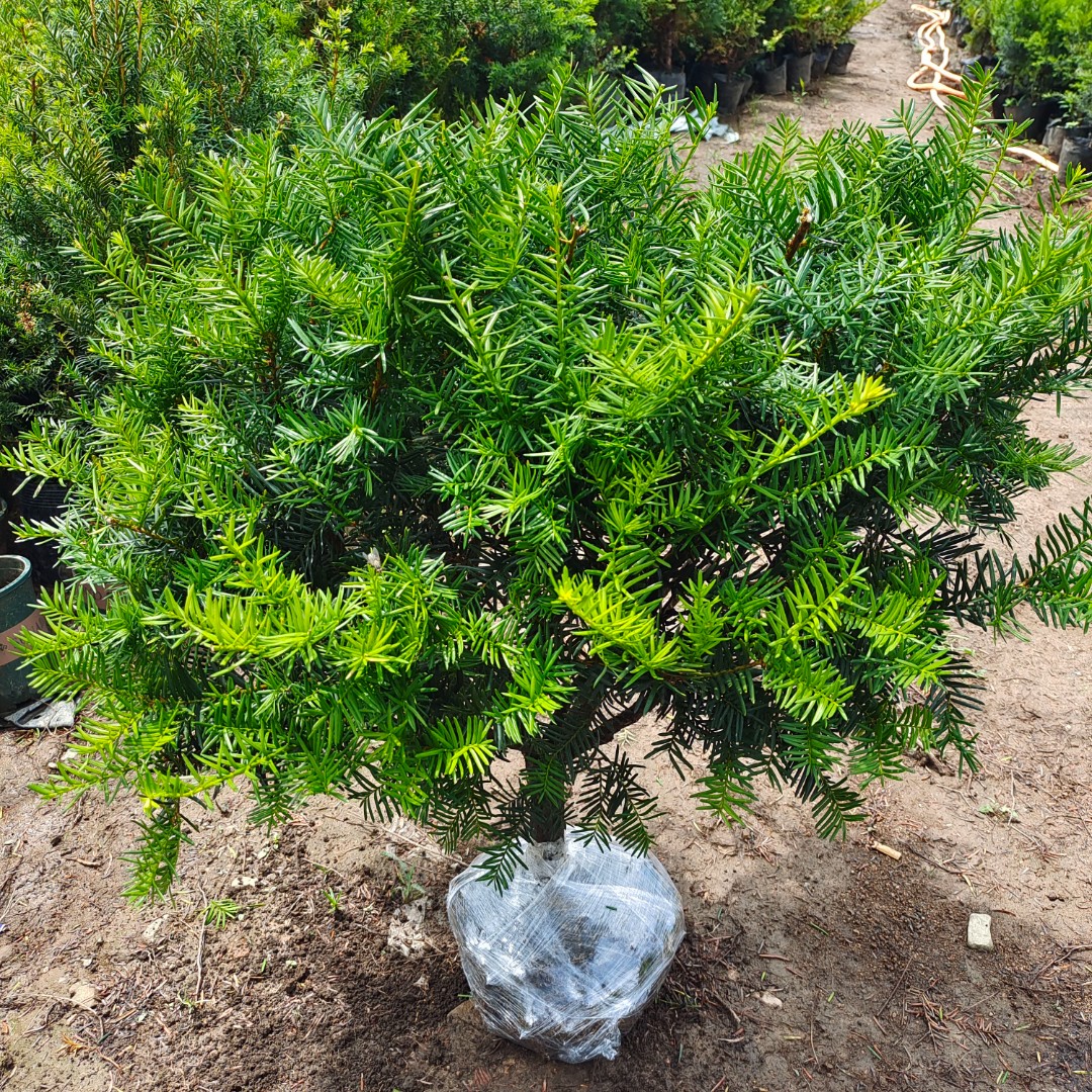 志超苗圃东北红豆杉树苗盆景地栽盆栽珍贵绿化植物客厅室内北方
