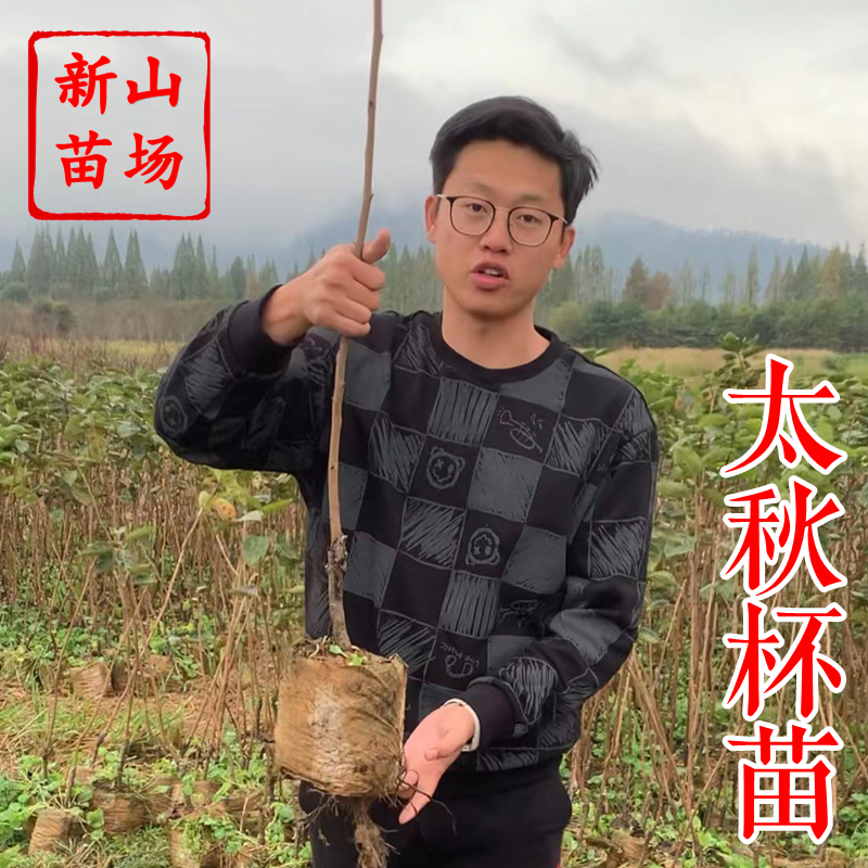 【太秋甜柿杯苗】带土营养杯移栽成活率有保障大秋脆甜柿子树苗