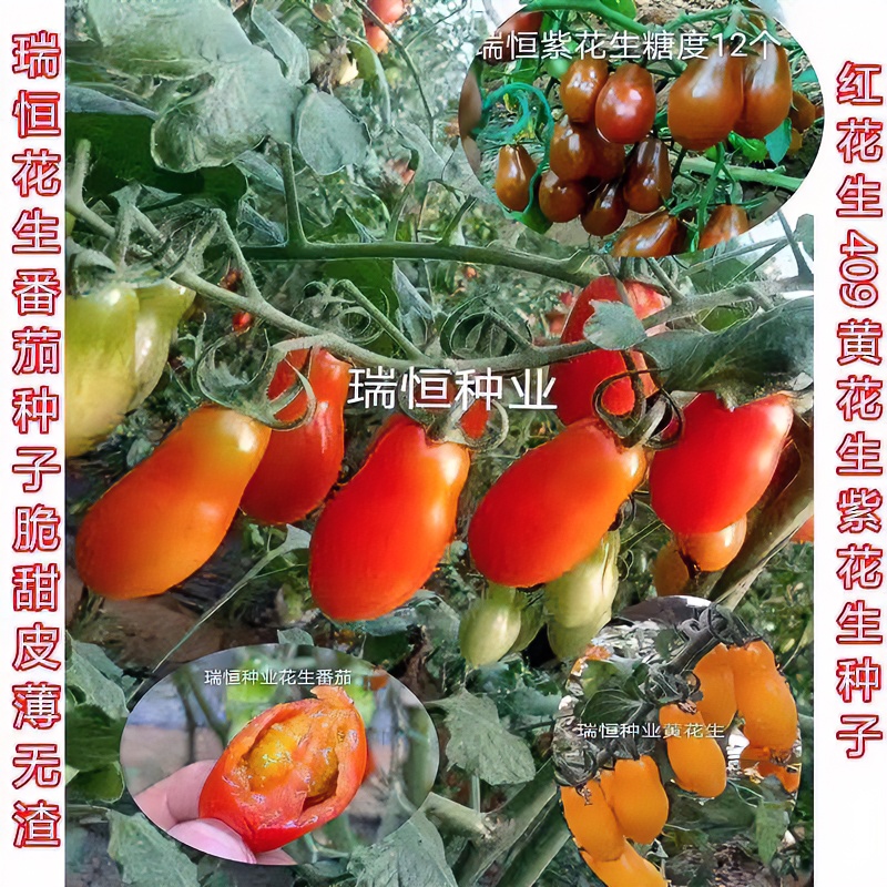 花生西红柿子种子圣女果苗409小柿子丹东花生柿子籽花生小番茄苗