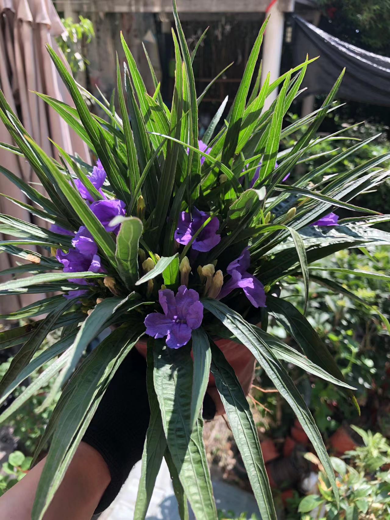 矮生高杆翠芦莉紫色粉色花阳台庭院花卉耐热耐阴懒人植物开花机器