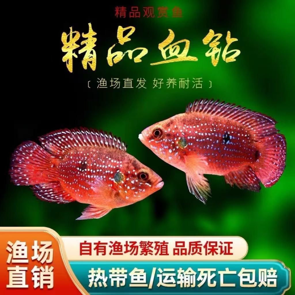 网红血钻红宝石鱼招财红色热带鱼活体三湖慈鲷马鲷鱼观赏鱼