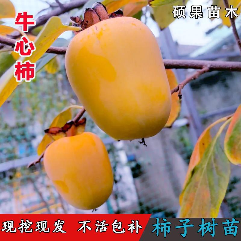 牛心柿子树苗嫁接无核甜柿子苗盆栽地载南方北方庭院种植当年结果