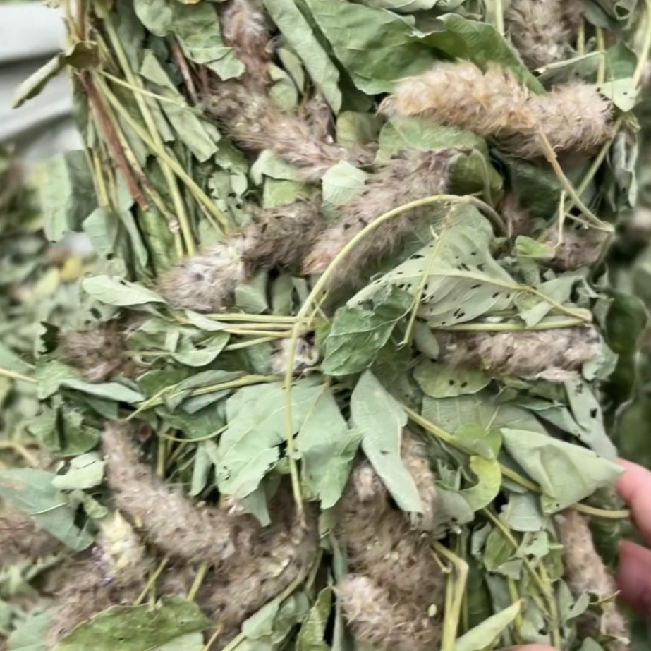 狸尾草 新鲜晒干青绿250克500克