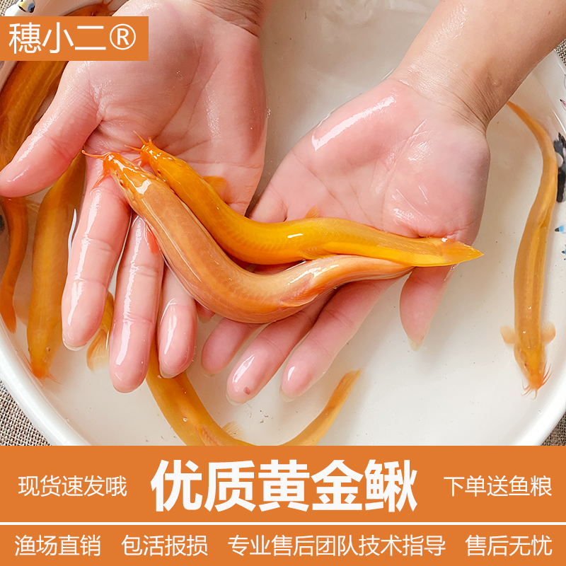 沐豪宠宠【黄金泥鳅】观赏鱼冷水鱼淡水鱼金色泥鳅苗好养耐活清洁鱼