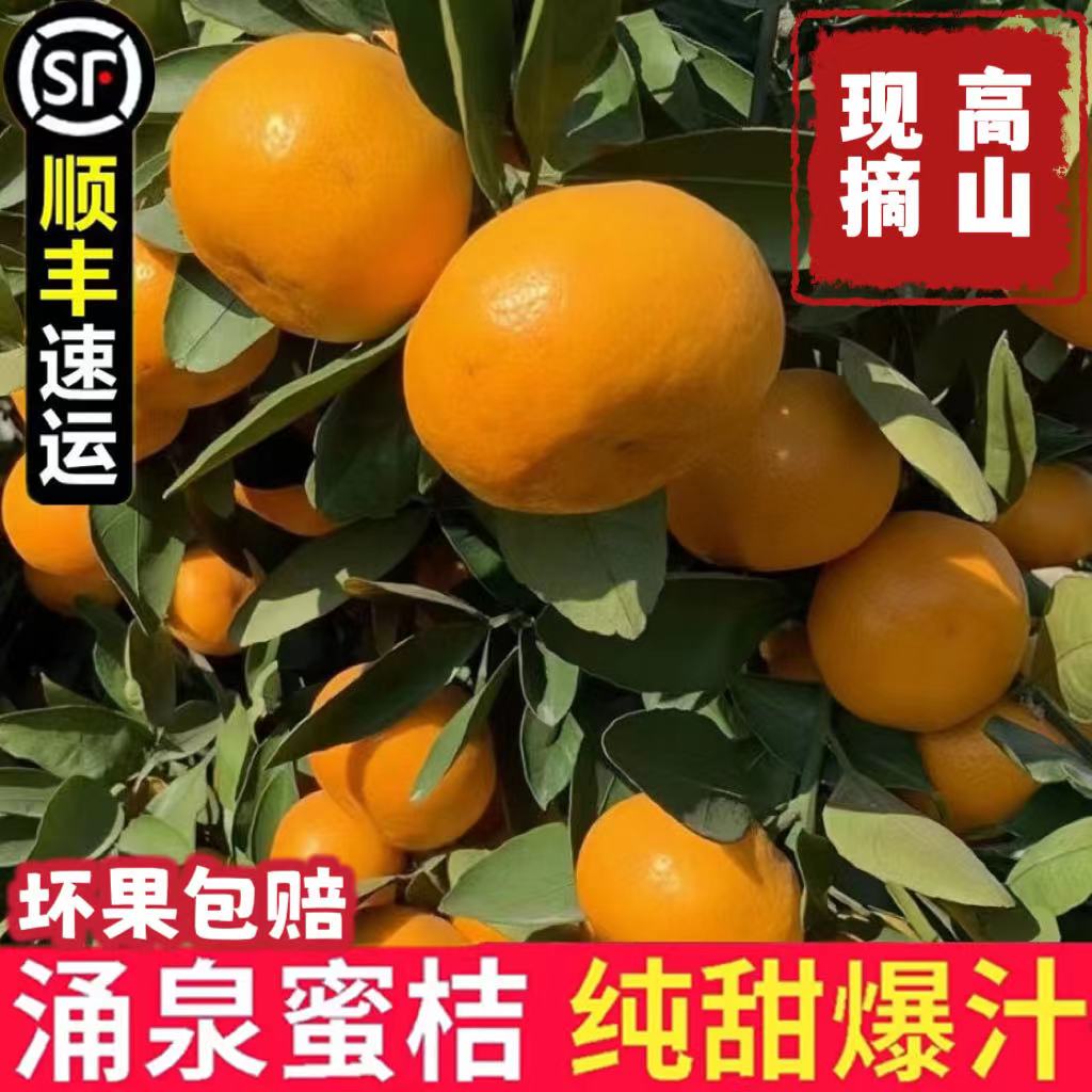 涌泉蜜桔正宗浙江临海高山当季新鲜水果宫川无核薄皮橘子桔子