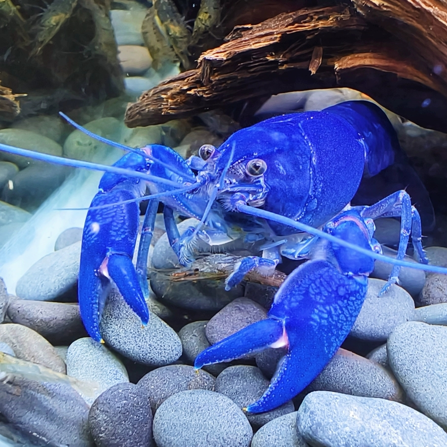 噢水噢观赏虾活体观赏鳌虾大龙虾小龙虾办公室饲养天空蓝魔虾贰