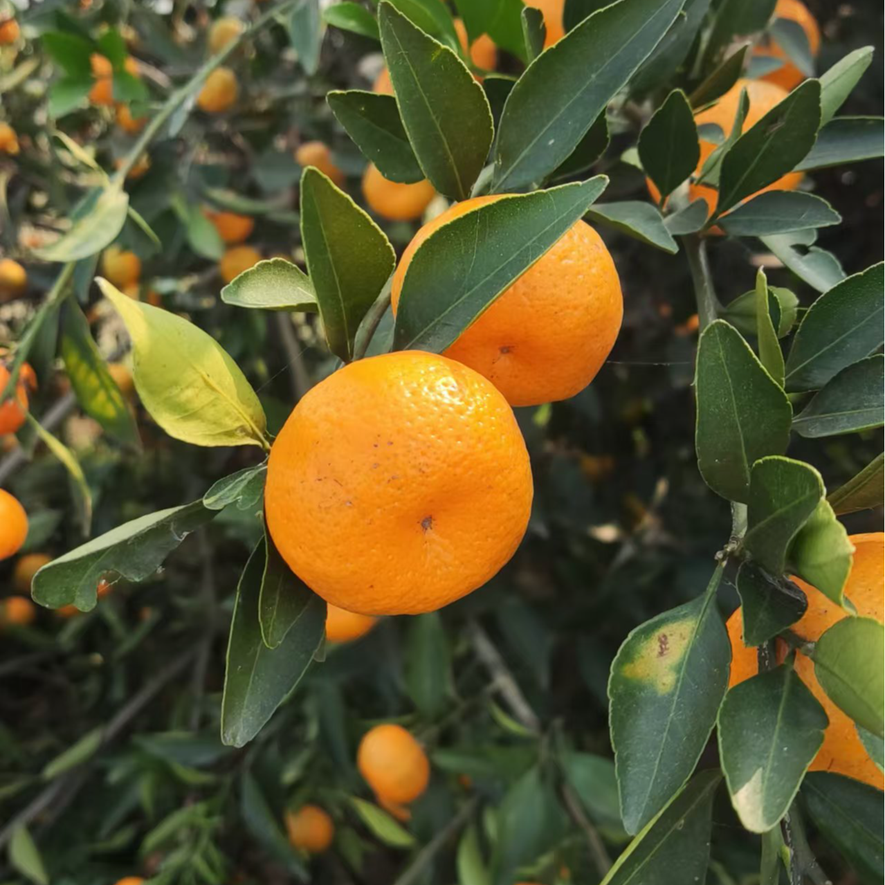 自然生长有点酸的桔子