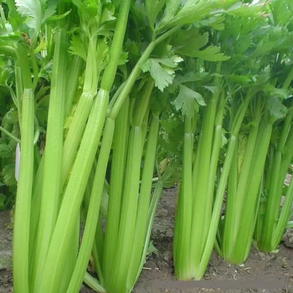 大肉西芹种子四季播肉厚脆爽洋芹菜种子阳台大棚蔬菜种子