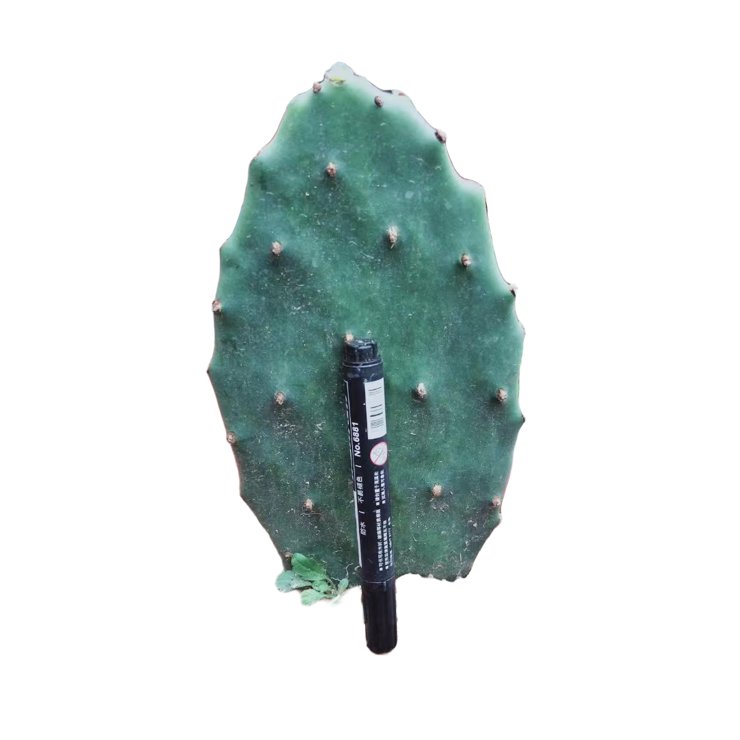 黄大刺仙人掌盆栽可嫁接绿植