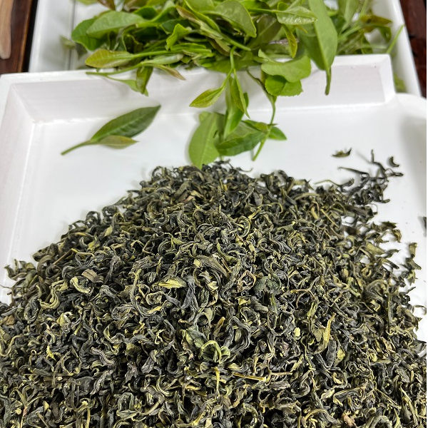【日照绿茶新茶】日照绿茶新茶浓香板栗香耐冲泡口粮茶