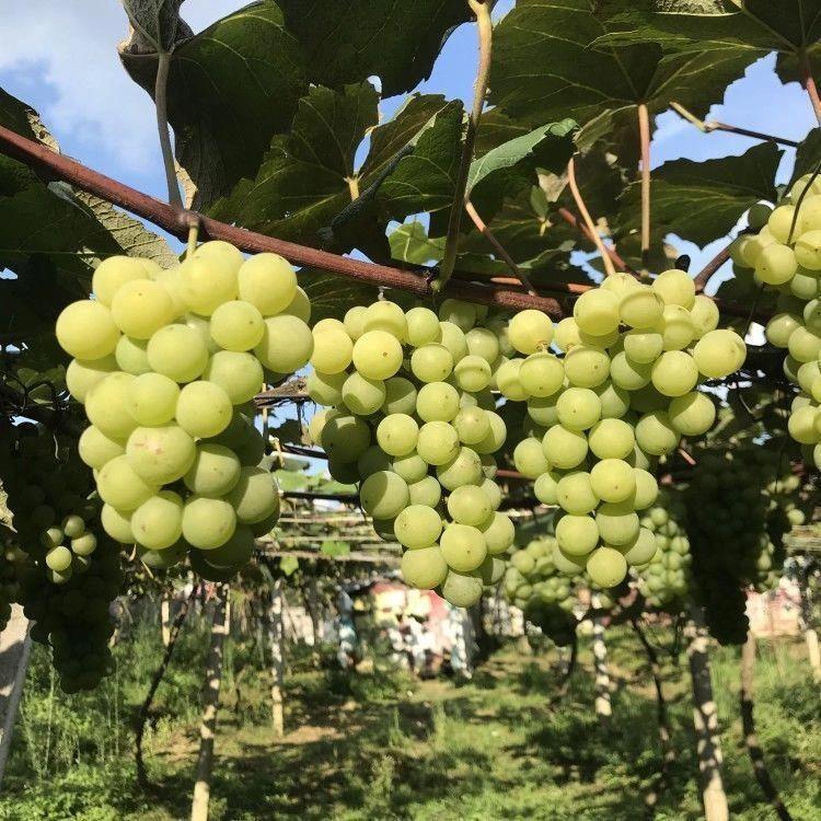 水晶葡萄树苗 老品种水晶葡萄苗 珍珠葡萄树正宗青提葡萄老品种