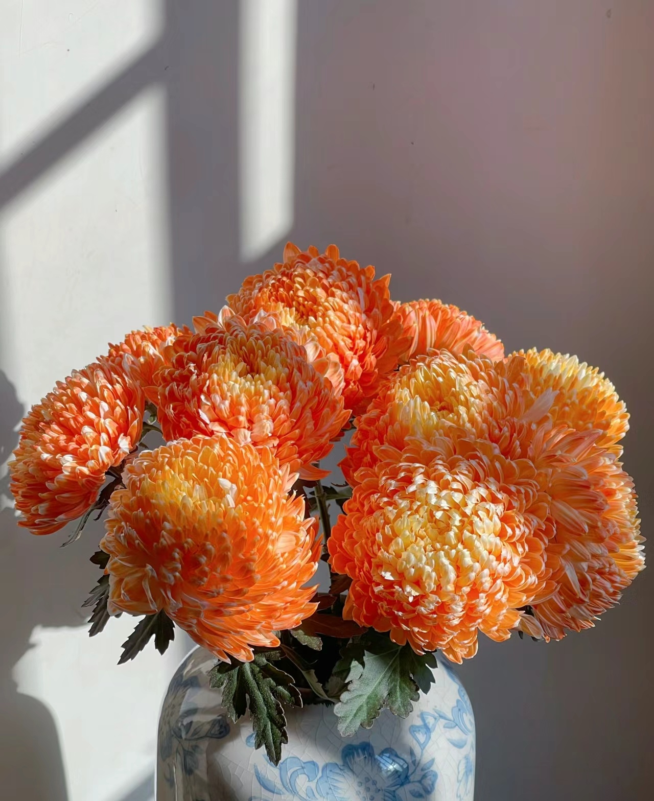 【妙花坊】富贵牡丹菊（丰岛）鲜花（0度以下必拍保温棉）