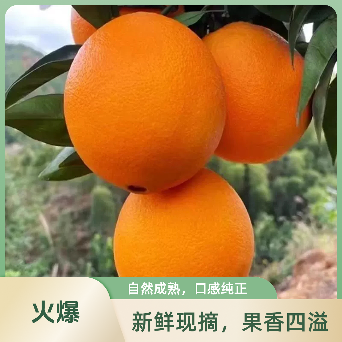 赣南脐橙自然成熟产地现摘现发