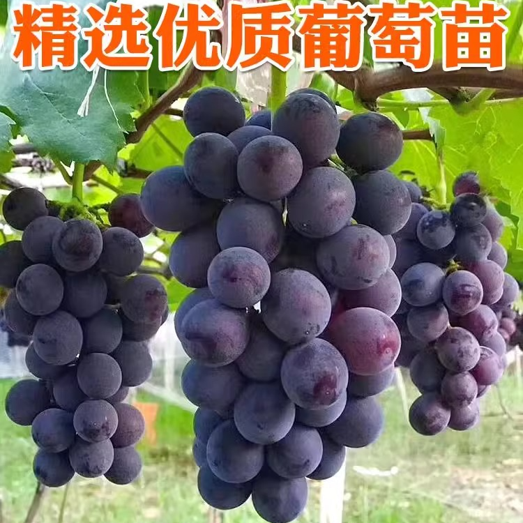 带土带叶葡萄苗葡萄树苗严选精品易活成活率高纯正品种易养护