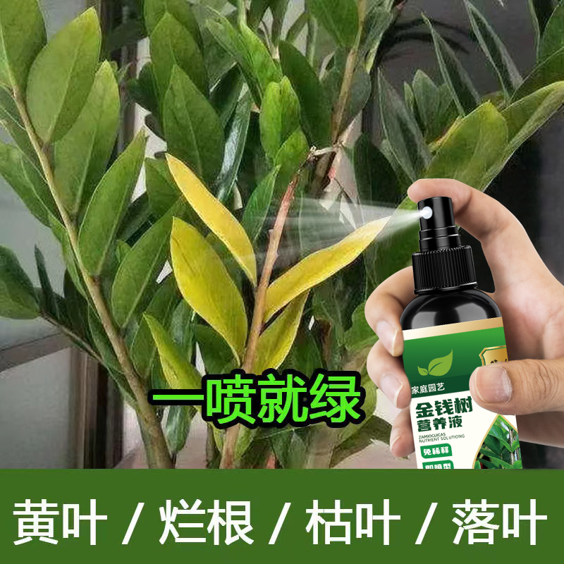 金钱树营养液专用肥防黄叶落叶烂根金钱树一喷绿生根促开花免稀释