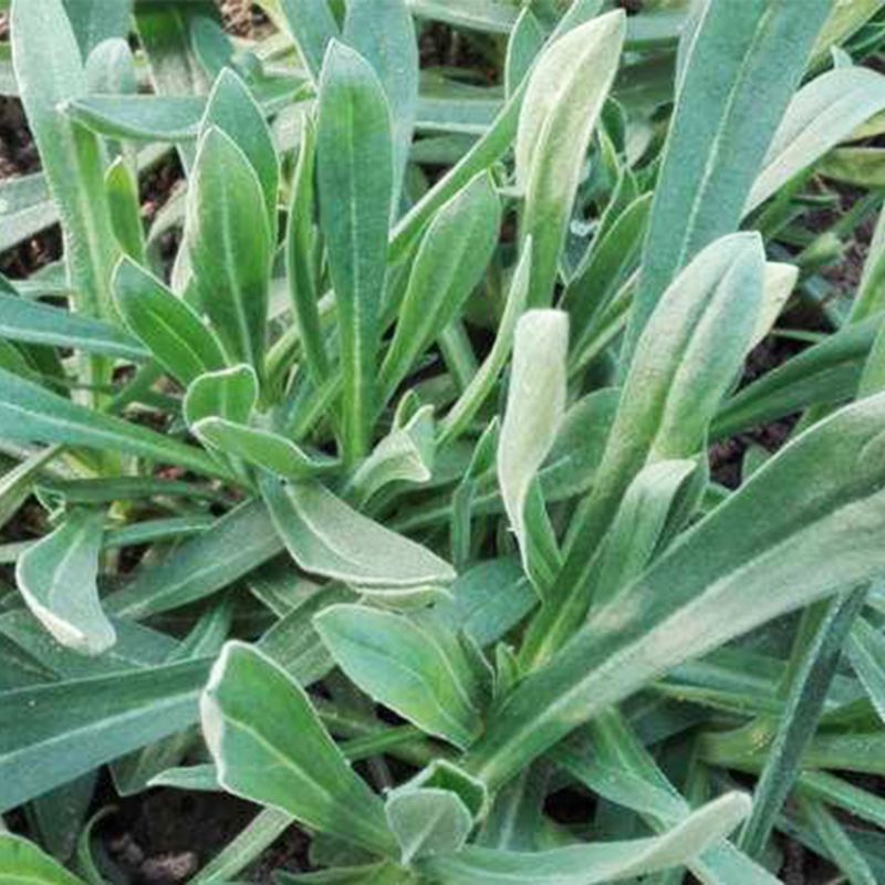 面条菜种子四季播春秋露地菜园秋冬蔬菜野菜籽春季四籽