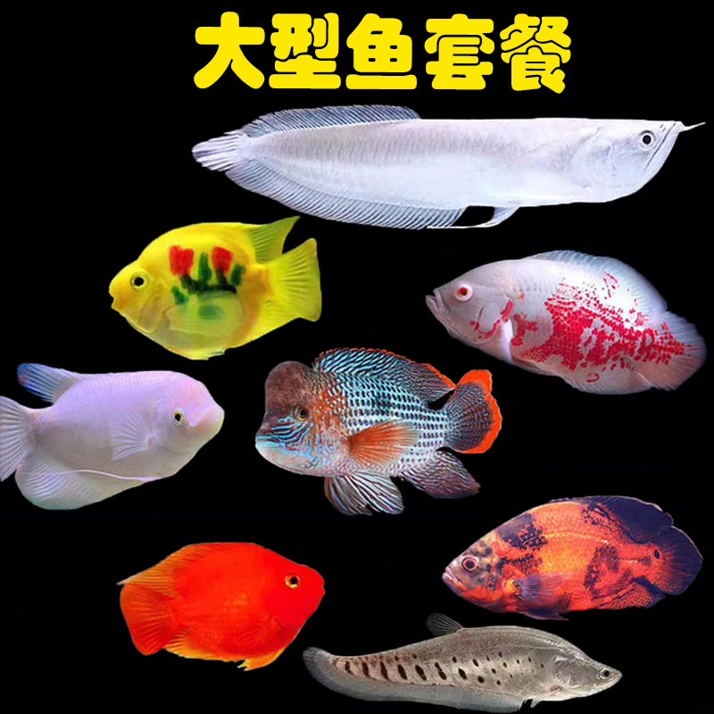 耐活套餐财神鱼招财鱼银龙鱼鱼苗玉面皇冠鱼地图鱼鹦鹉鱼热带龙鱼