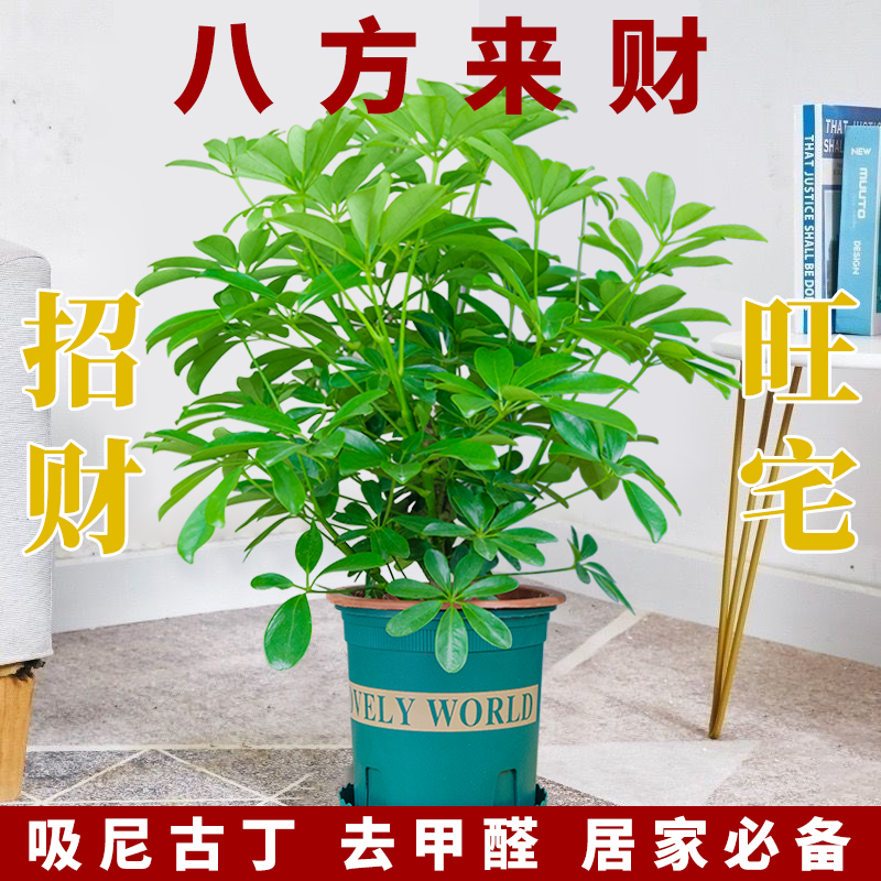 鸭脚木鲜活盆栽七叶莲鹅掌柴八方来财绿植养护适合光照春秋土壤