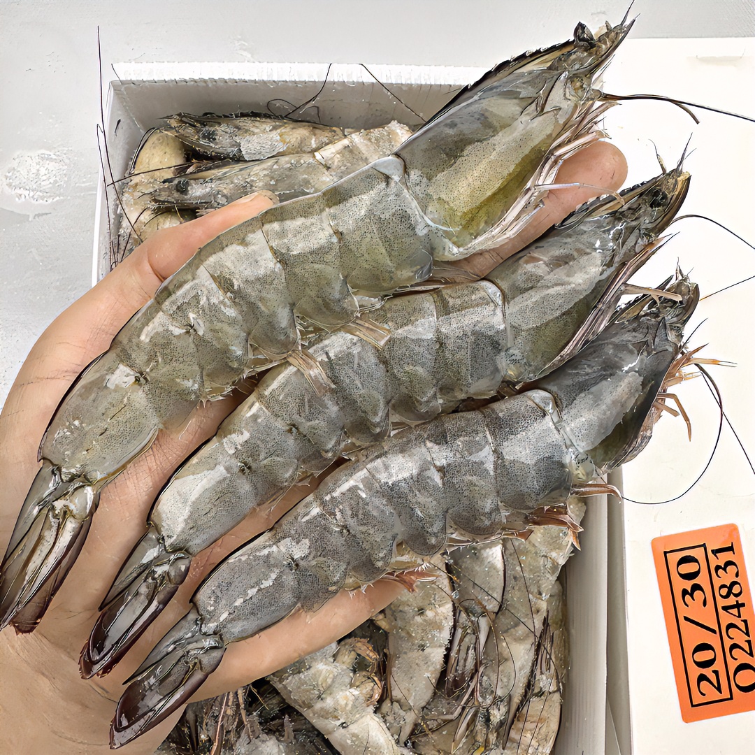 特大号海水大虾2030厄瓜多尔白虾对虾单只鲜甜盐冻虾净重3.3斤/盒