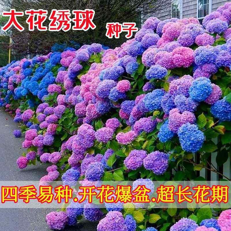 大花绣球花种子四季开花阳台庭院造景种植驱蚊虫绿植盆栽花卉种子