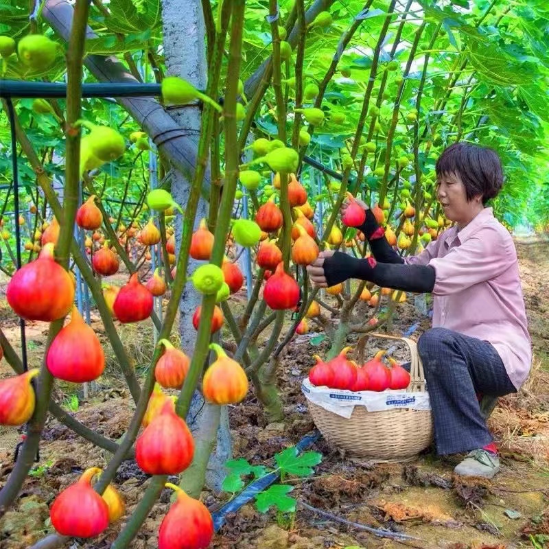 无花果树苗无花果苗盆栽地栽南北方种植