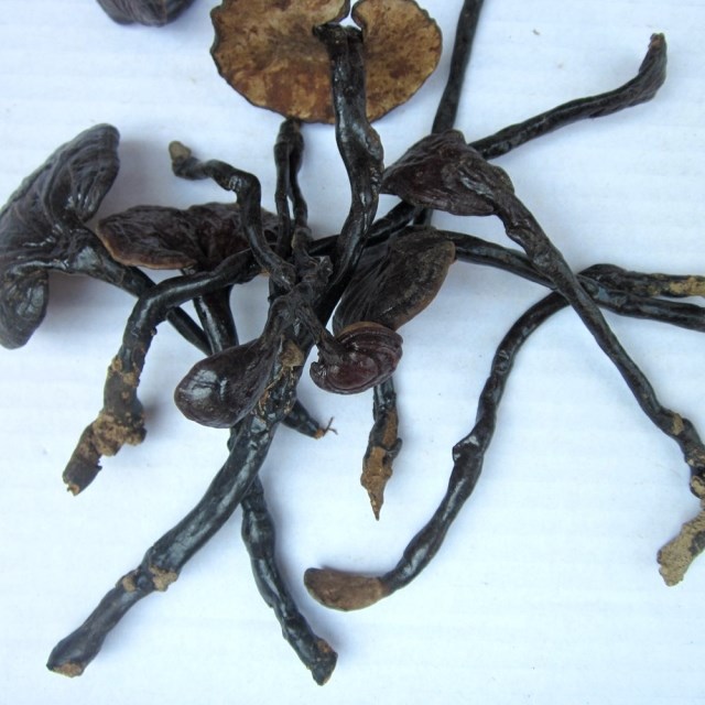 【竹灵芝】深山野生灵芝干货250g竹灵芝 灵芝 竹芝