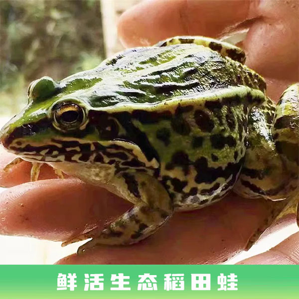 顺丰包活鲜活 生态养殖青蛙散养稻田蛙非牛蛙