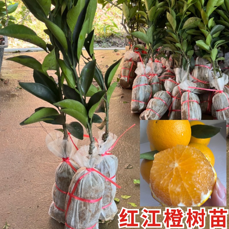 红江橙树苗红光橙甜橙果树嫁接苗柑橘子树苗廉江红橙南方盆栽地栽