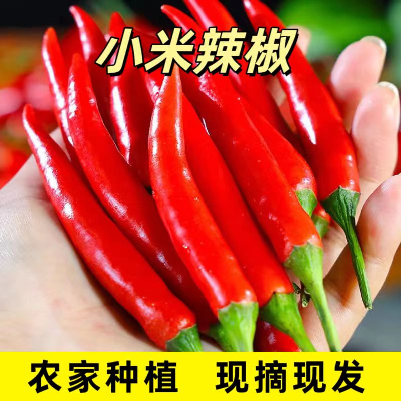 新鲜特辣小米辣椒现摘现发红辣椒朝天椒农家露天种植小米椒鲜辣椒