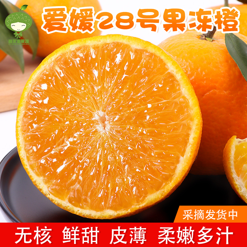 红美人柑橘爱媛28号果冻橙甜嫩多汁新鲜水果橙子