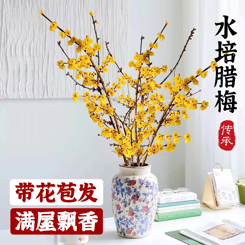 腊梅花带花苞干枝水培植物耐寒好养遇水开花浓香型鲜花素心腊梅