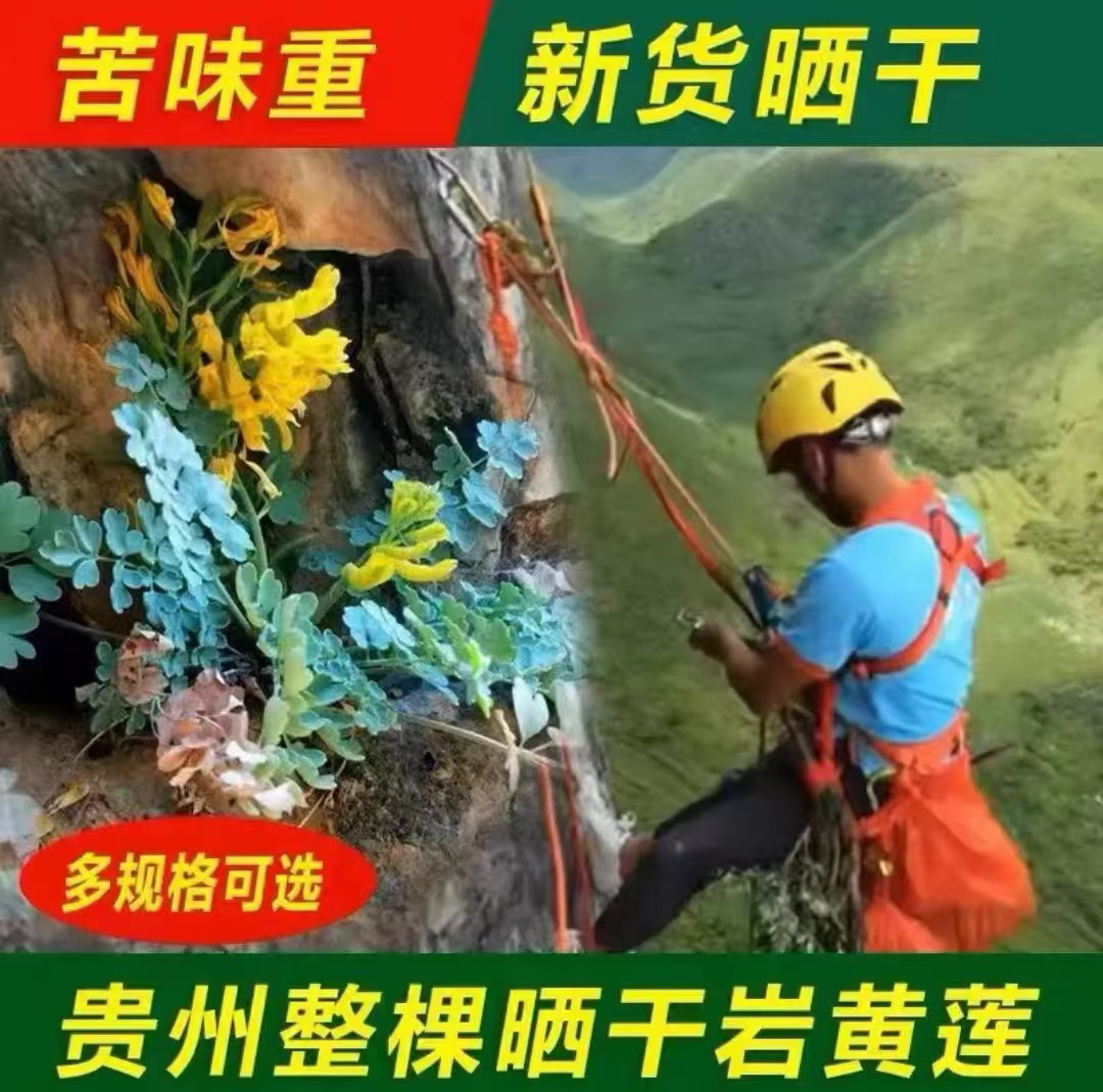 岩黄连土黄连益肝草