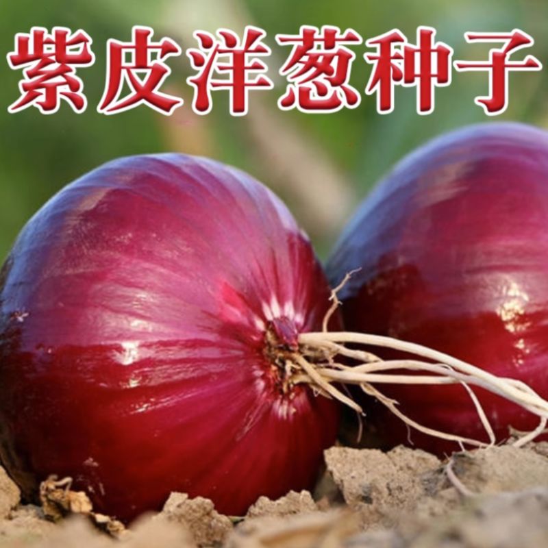 紫皮洋葱种子红皮甜阳台家庭蔬菜种子种植葱头耐寒耐热四季高产